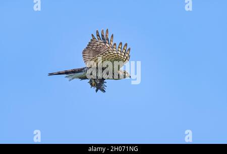 Eurasian sparrowhawk, Accipiter nisus, in flight with caught prey, carrying a songbird in talons, Rhineland, Germany Stock Photo