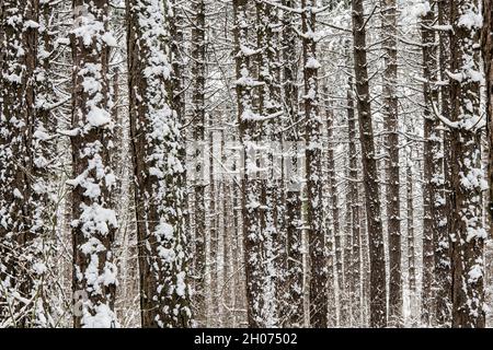 background of snow covered tree trunks in winter Stock Photo