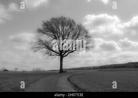 lonely tree in monochrome landscape with cloudy sky Stock Photo
