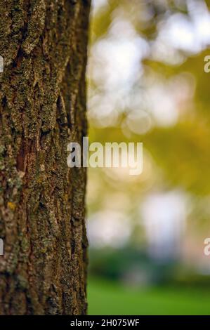 Detail of a tree trunk showing the texture and grain in the wood. Shallow depth of field with trees and sky behind. Close up of the surface. Stock Photo