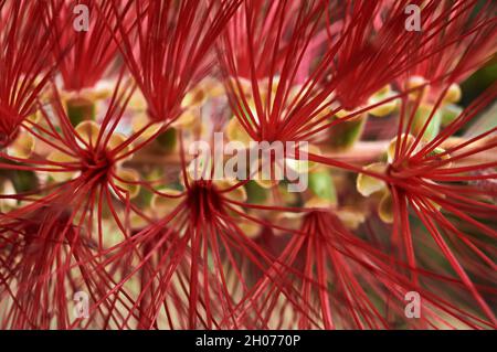 Callistemon or calistem, flower of the shrub of the Myrtaceae family, commonly called tube cleaner, bottle cleaner or brush because of its shape Stock Photo