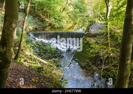 Skipton Wood is a 36-acre wood following the valley of Eller Beck to the north of Skipton behind Skipton Castle in North Yorkshire, England. The wood Stock Photo