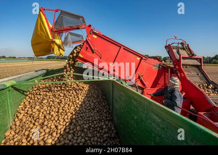 Potato harvest, so-called split harvesting method, first the tubers are taken out of the ground with a row-laying machine, then, after a short drying Stock Photo