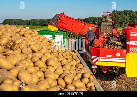 Potato harvest, so-called split harvesting method, first the tubers are taken out of the ground with a row-laying machine, then, after a short drying Stock Photo