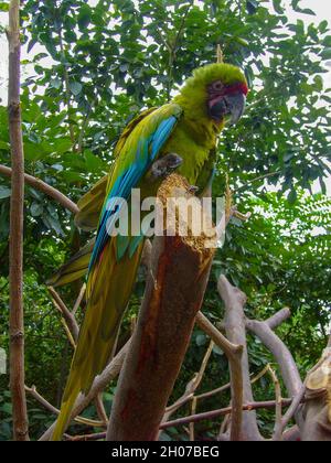great green macaw (Ara ambiguus guayaquilensis) Stock Photo