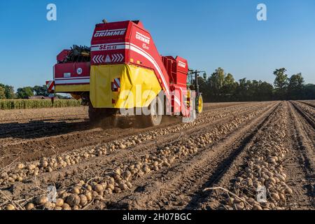 Potato harvest, so-called split harvesting method, first the tubers are taken out of the ground with a row-laying machine, then, after a short drying Stock Photo