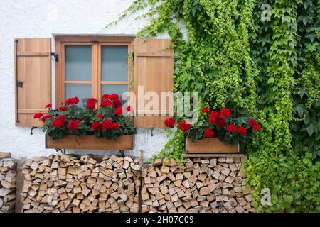 Wooden window with red geraniums in flower pot above firewood against white wall Stock Photo
