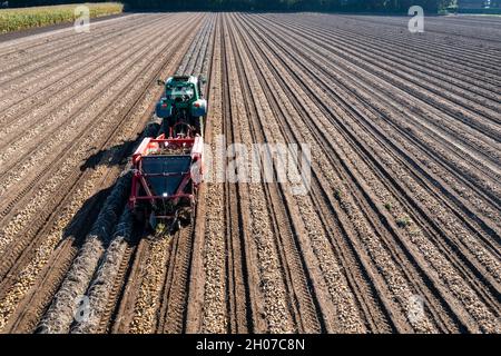 Potato harvest, so-called split harvesting method, first the tubers are taken out of the ground with a row-laying machine, Photo, then, after a short Stock Photo