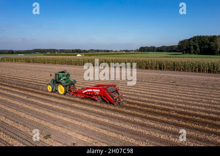 Potato harvest, so-called split harvesting method, first the tubers are taken out of the ground with a row-laying machine, Photo, then, after a short Stock Photo