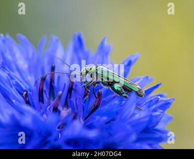green metallic glossy jewel beetle on blue cornflower - macro image Stock Photo
