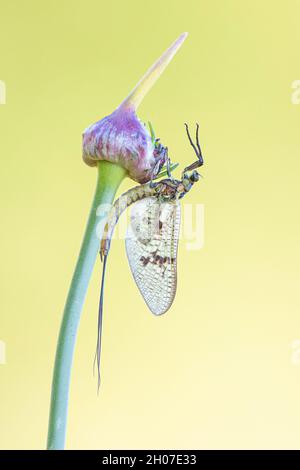 Green Drake Mayfly (Ephemera danica)on Wild Garlic (Allium Vineale), male, River Stour, Sturminster Newton, Dorset, England, UK Stock Photo