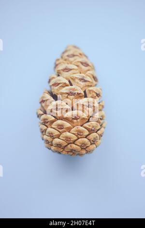 one pine cone on a pale blue paper table. Stock Photo