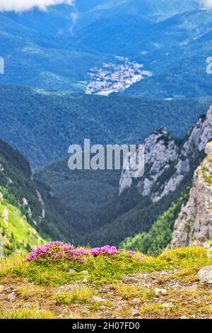 Rhododendron flowers in Bucegi mountains Stock Photo