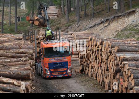 An Operator Using a Trailer Mounted Crane to Load Round Timber from a Stack of Logs onto a Transporter in a Forest in the Cairngorms National Park Stock Photo