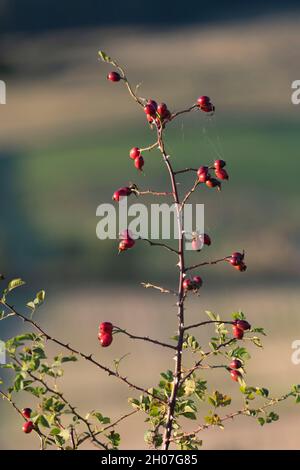 Rose Hips, or Heps, on the Thorny Stem of a Dog-Rose (Rosa Canina) Seen in a Hedgerow in Late Afternoon Sunshine in Autumn Stock Photo