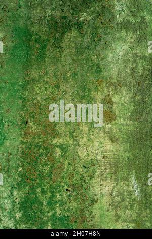Green mildew on concrete wall good for background or texture Stock Photo