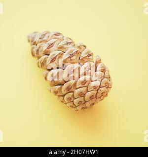 one pine cone on a pale yellow paper table. Stock Photo