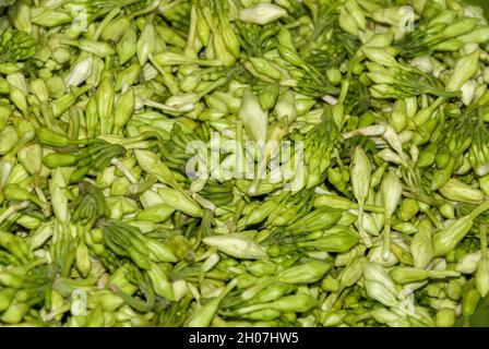 Organic food flower of Loroco. Guatemala. Fernaldia pandurata. Stock Photo