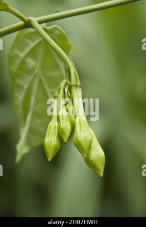 Organic food flower of Loroco. Guatemala. Fernaldia pandurata. Stock Photo