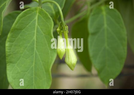 Organic food flower of Loroco. Guatemala. Fernaldia pandurata. Stock Photo