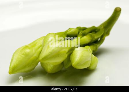 Organic food flower of Loroco. Guatemala. Fernaldia pandurata. Stock Photo