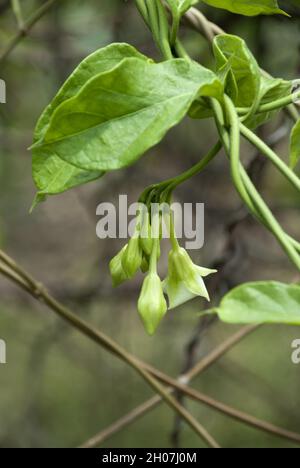 Organic food flower of Loroco. Guatemala. Fernaldia pandurata. Stock Photo