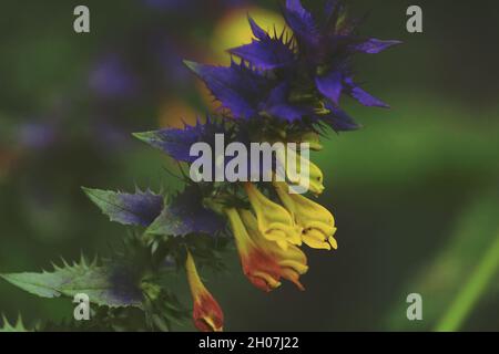 Ivan da Maria, Melampyrum nemorosum, Wood Cow-wheat. Violet-yellow flowers of Ivan da Marya in green meadow. Bright summer natural flower background. Stock Photo