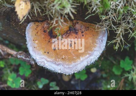 tinder fungus grows on an old tree in the autumn forest. Close-up of a mushroom covered with resin. Stock Photo