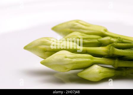 Organic food flower of Loroco. Guatemala. Fernaldia pandurata. Stock Photo