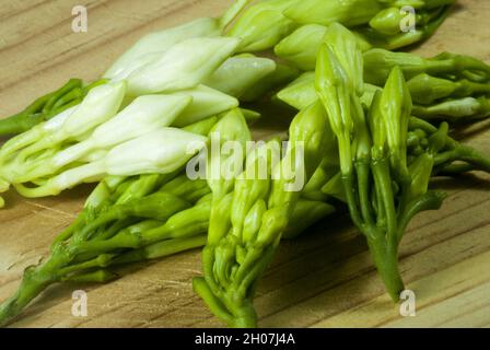 Organic food flower of Loroco. Guatemala. Fernaldia pandurata. Stock Photo