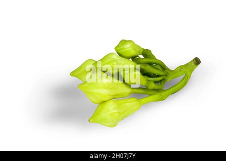 Organic food flower of Loroco. Guatemala. Fernaldia pandurata. Stock Photo