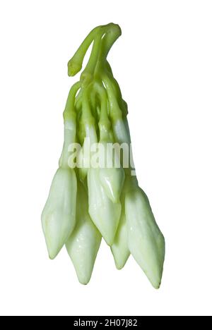 Organic food flower of Loroco. Guatemala. Fernaldia pandurata. Stock Photo