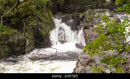 a salmon leaping at the foot of white water cascading over the Waterfall at pont-y-pair bridge on the Afon Llugwy, Betws-y-coed, Snowdonia Park Stock Photo