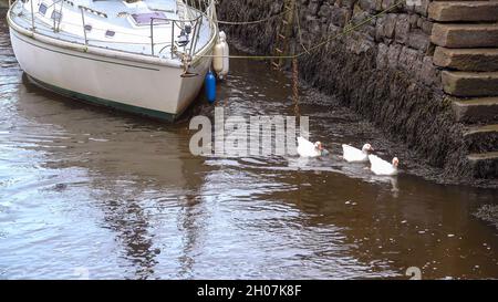 three geese swimming together against the flow in Port Penrhyn Dock, Bangor Wales UK Stock Photo