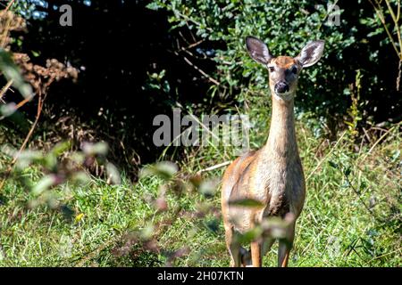 White Tailed Deer on Alert watching for movement in the field Stock Photo