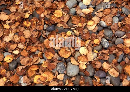 Grey river rocks covered in fallen brown autumn leaves Stock Photo