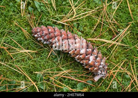 Closeup of a large pine cone from a spruce tree lying in the grass surrounded by needles Stock Photo