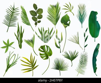 Set of realistic Tropical leaves. Green Exotic leaves, Monstera, palm, banana, cactus on white background. Botanical collection. Vector icons for your design. Vector. Stock Vector