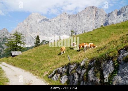 cows grazing on the green meadows in the Austrian Alps of the Dachstein region (Austria) Stock Photo