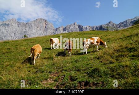 cows grazing on the green meadows in the Austrian Alps of the Dachstein region (Austria) Stock Photo