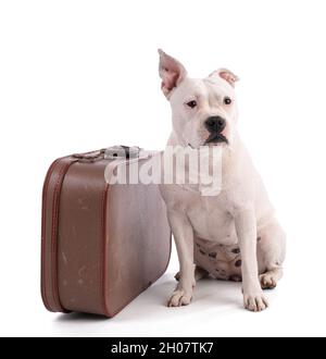 Female white american staffordshire isoled with a suitcase on white background Stock Photo