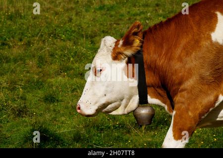 a beautiful cow grazing in the Austrian Alps in the Schladming-Dachstein region Stock Photo