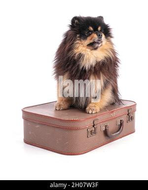 Portrait of an adorable Pomeranian bicolor on a white background Stock Photo