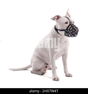 Female white american staffordshire isoled with a muzzle on white background Stock Photo