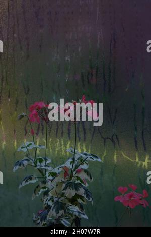 Geranium Frank Headley with cream variegated leaves and salmon pink flowers seen in front of a window with condensation. Stock Photo