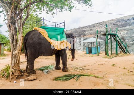 Elephant ready for tourist rides in Habarana, Sri Lanka Stock Photo