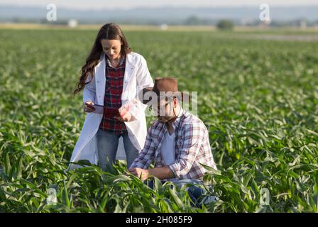 Satisfied farmer and woman agronomist checking corn quality in field in early summer Stock Photo