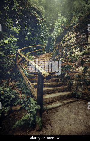 Vertical shot of old stairs in the woods Stock Photo