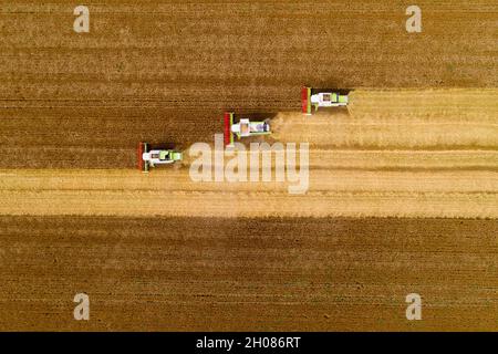 Top view of group of combine harvesters working in field during wheat harvest in summer, shoot from drone