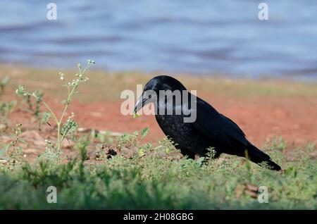 American Crow, Corvus brachyrhynchos,with crushed fruit Stock Photo